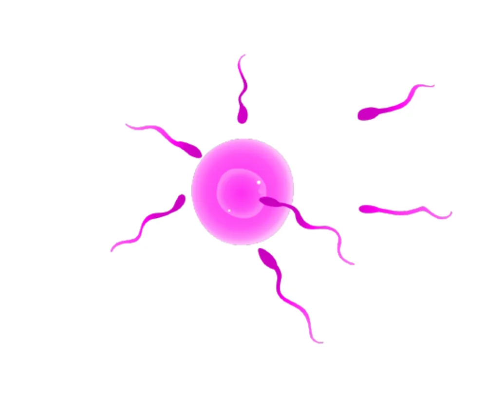 Illustration der Befruchtung