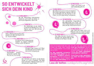 Vorschau des Flyers zur pränatalen Entwicklung